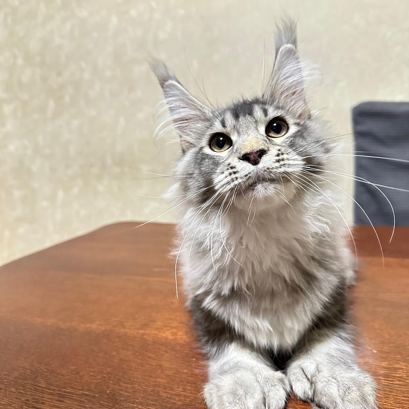 (PET) Haliph Akbars (polydactyl) 77/66 - Kitten maine-coon 4 months 2 weeks