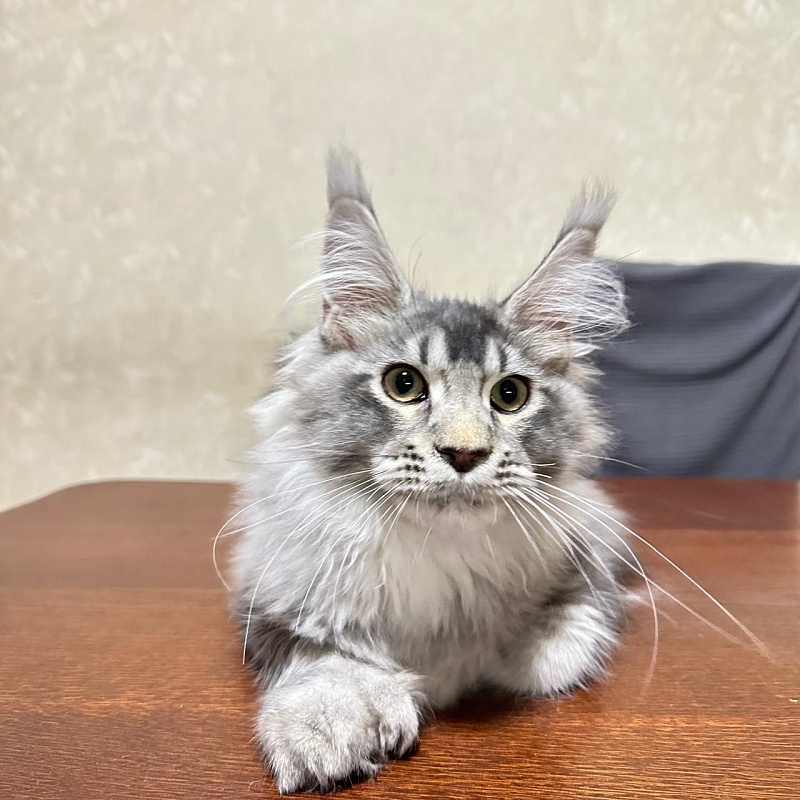 (PET) Haliph Akbars (polydactyl) 77/66 - Kitten maine-coon 4 months 2 weeks