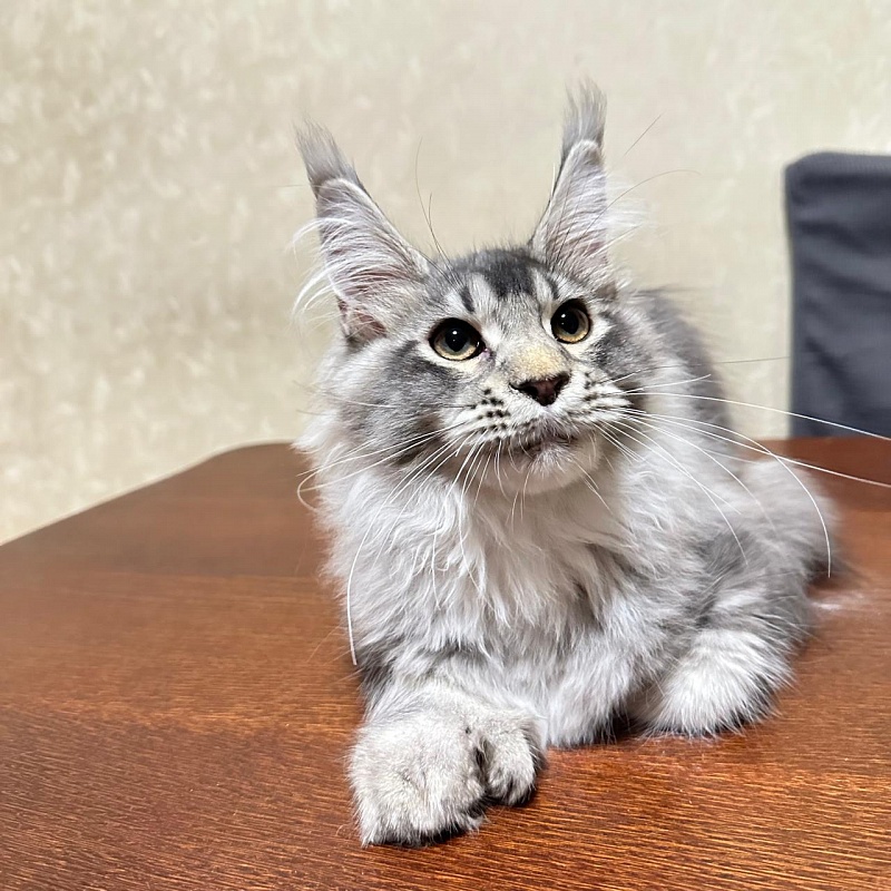 (PET) Haliph Akbars (polydactyl) 77/66 - Kitten maine-coon 4 months 2 weeks