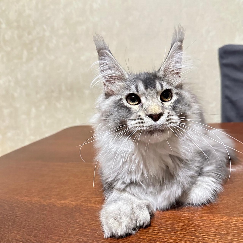 (PET) Haliph Akbars (polydactyl) 77/66 - Kitten maine-coon 4 months 2 weeks