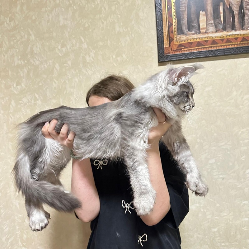 (PET) Haliph Akbars (polydactyl) 77/66 - Kitten maine-coon 4 months 2 weeks
