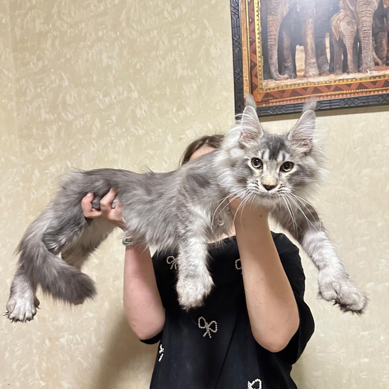 (PET) Haliph Akbars (polydactyl) 77/66 - Kitten maine-coon 4 months 2 weeks