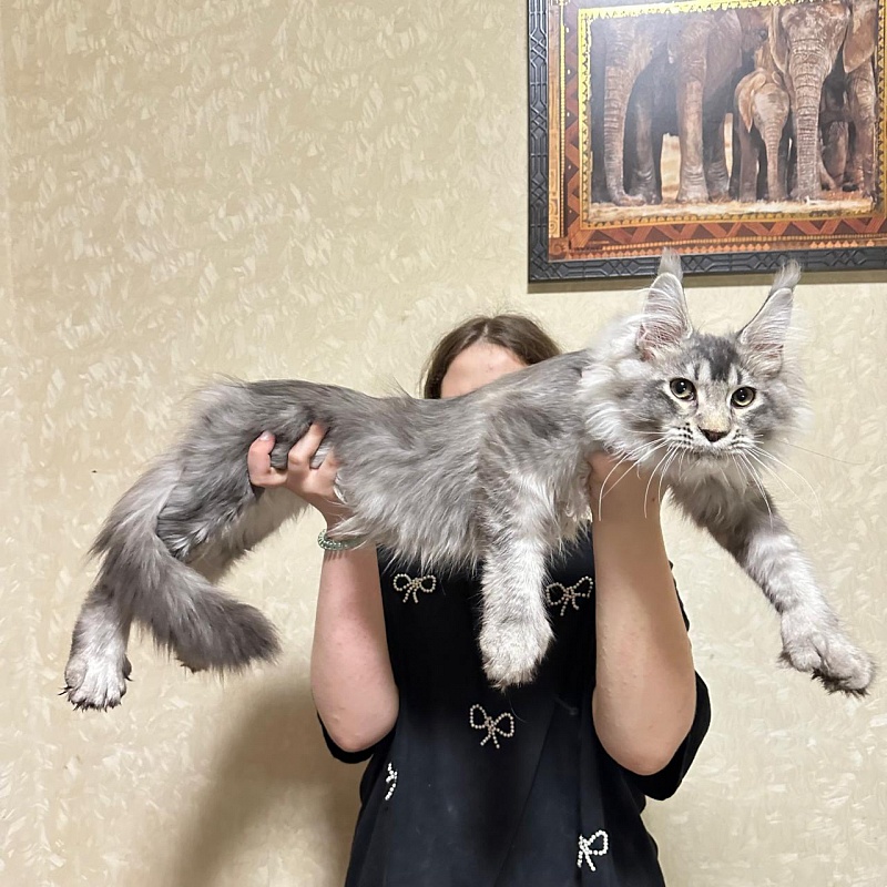 (PET) Haliph Akbars (polydactyl) 77/66 - Kitten maine-coon 4 months 2 weeks
