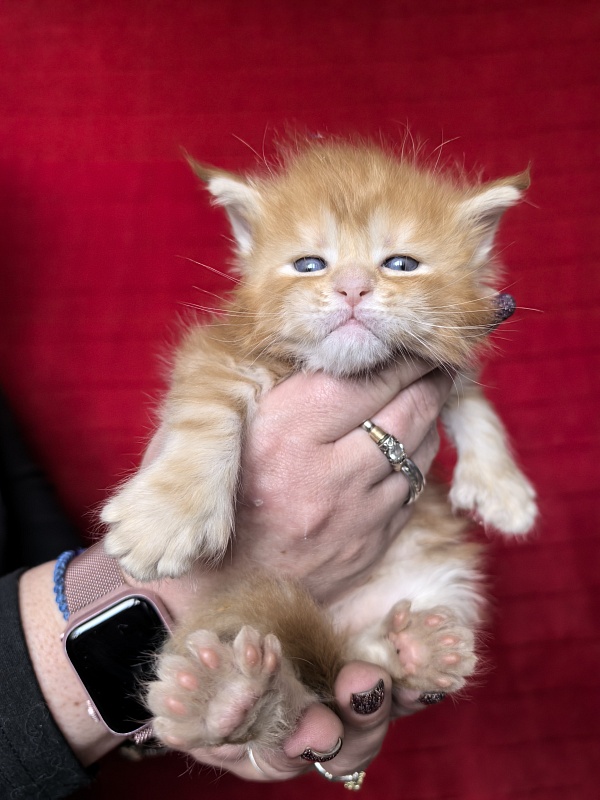 Hoopy Akbars (polydactyl) 56/56 - Kitten maine-coon 3.5 weeks