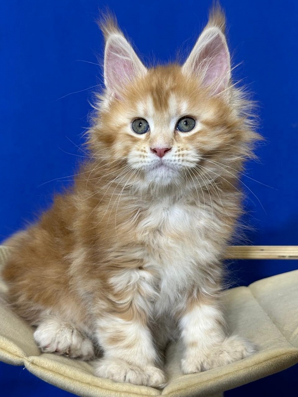 Hoopy Akbars (polydactyl) 56/56 - Kitten maine-coon 1 month 4 weeks