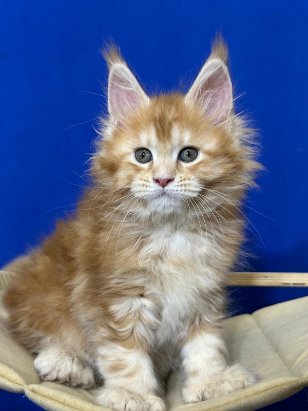 Hoopy Akbars (polydactyl) 56/56 - Kitten maine-coon 1 month 4 weeks