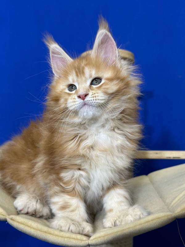 Hoopy Akbars (polydactyl) 56/56 - Kitten maine-coon 1 month 4 weeks