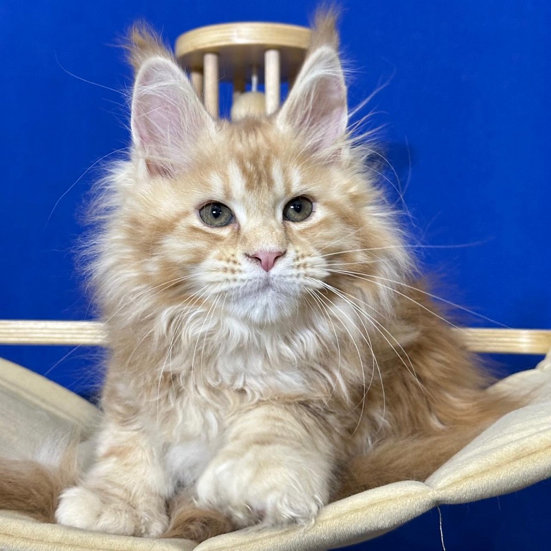 Hoopy Akbars (polydactyl) 56/56 - Kitten maine-coon 2 months 3 weeks