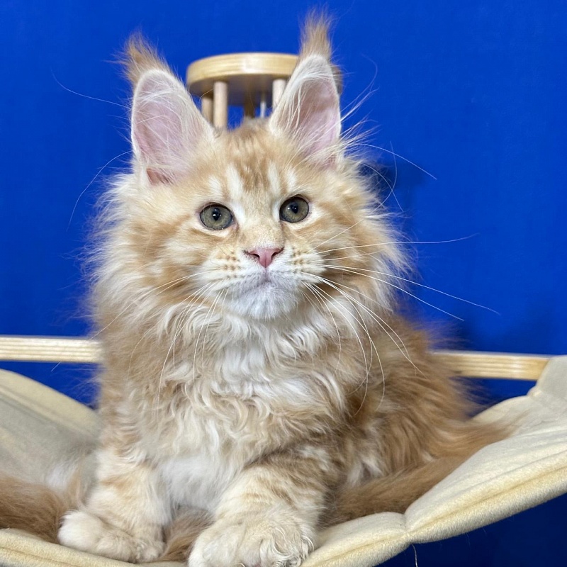 Hoopy Akbars (polydactyl) 56/56 - Kitten maine-coon 2 months 3 weeks