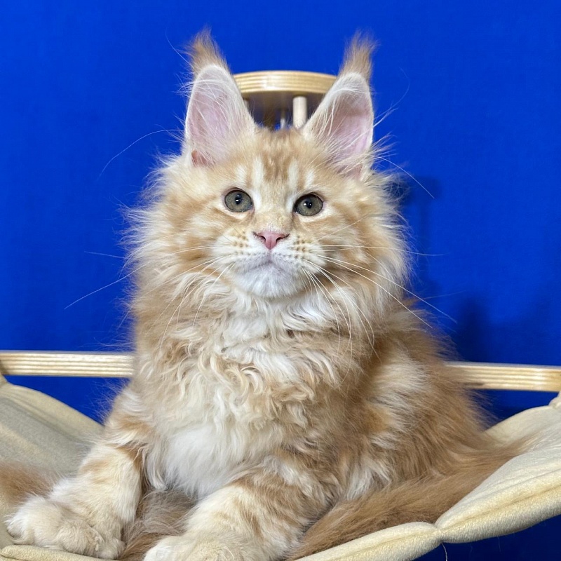 Hoopy Akbars (polydactyl) 56/56 - Kitten maine-coon 2 months 3 weeks