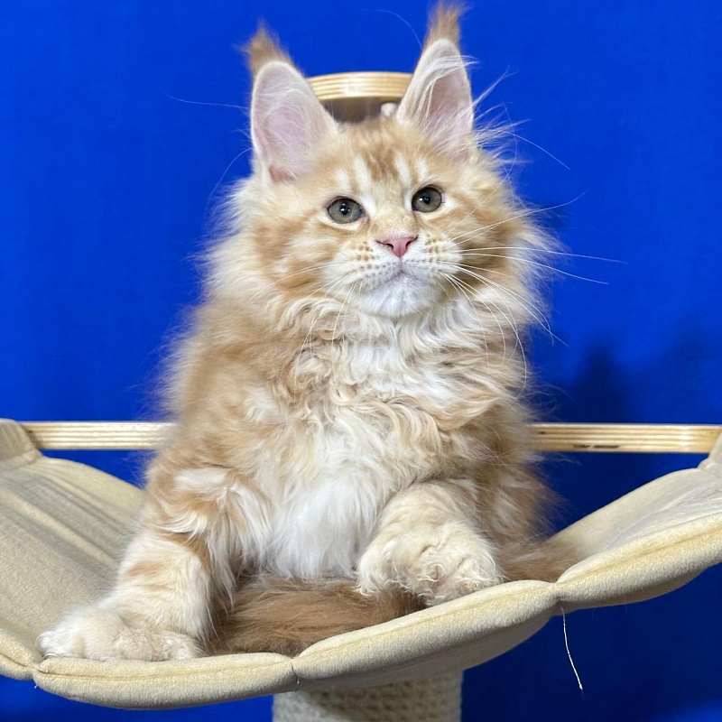 Hoopy Akbars (polydactyl) 56/56 - Kitten maine-coon 2 months 3 weeks