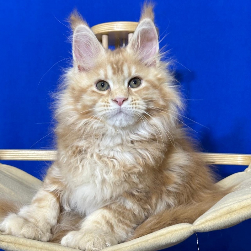 Hoopy Akbars (polydactyl) 56/56 - Kitten maine-coon 2 months 3 weeks