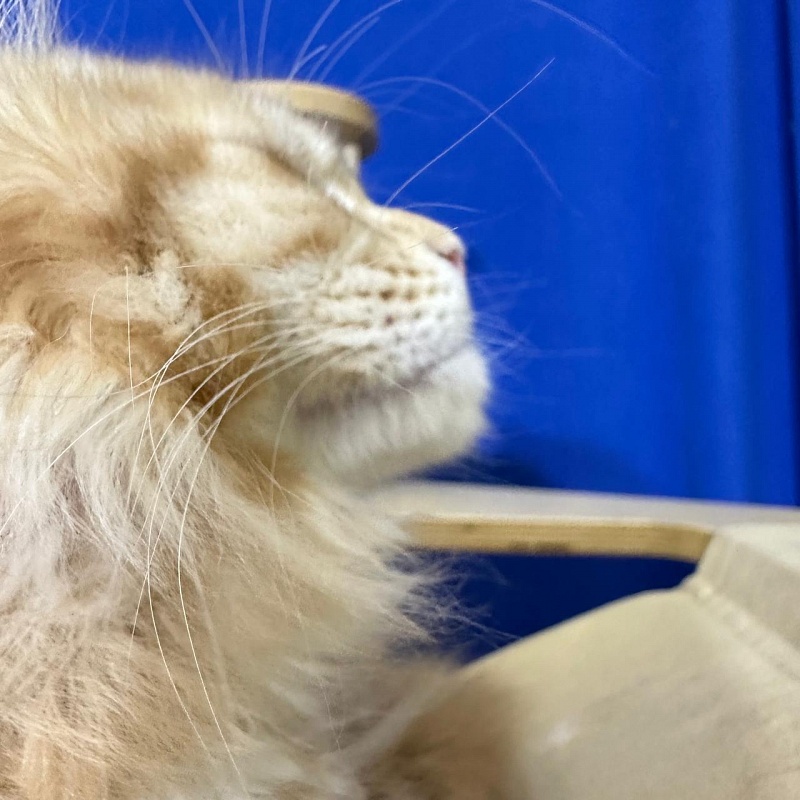 Hoopy Akbars (polydactyl) 56/56 - Kitten maine-coon 2 months 3 weeks