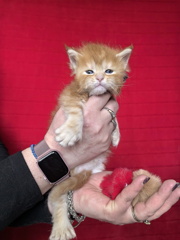 Hoopy Akbars (polydactyl) 56/56 - Kitten maine-coon 3.5 weeks