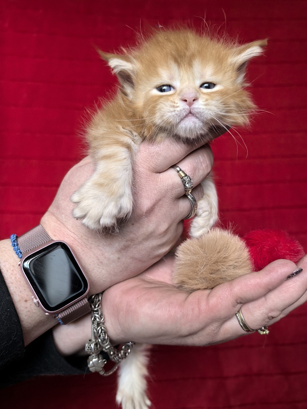 Hoopy Akbars (polydactyl) 56/56 - Kitten maine-coon 3.5 weeks