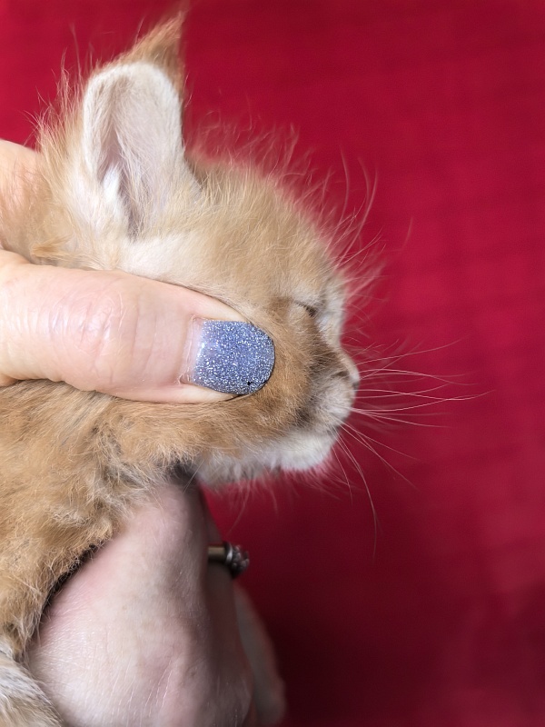 Hoopy Akbars (polydactyl) 56/56 - Kitten maine-coon 3.5 weeks