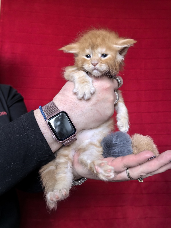 Hoopy Akbars (polydactyl) 56/56 - Kitten maine-coon 3.5 weeks