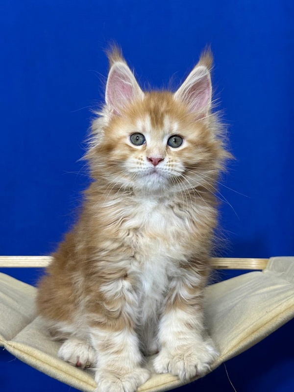 Hoopy Akbars (polydactyl) 56/56 - Kitten maine-coon 1 month 4 weeks