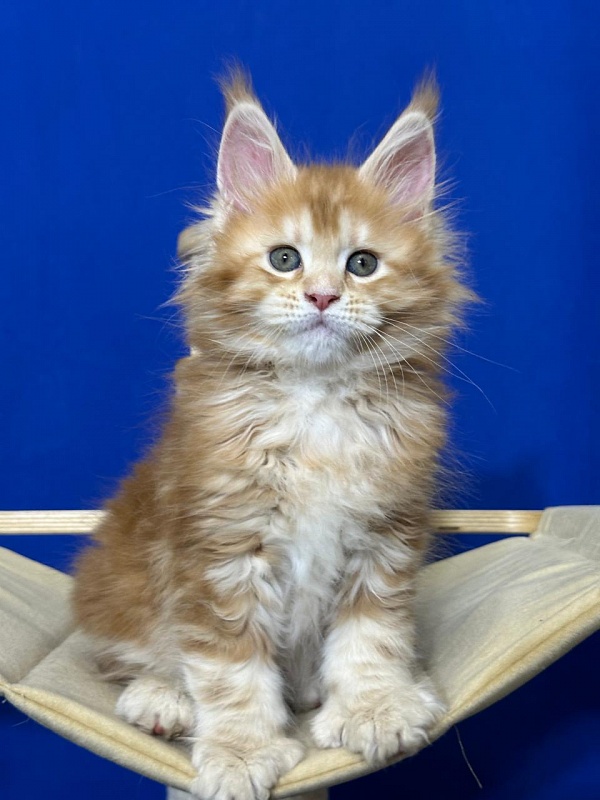 Hoopy Akbars (polydactyl) 56/56 - Kitten maine-coon 1 month 4 weeks