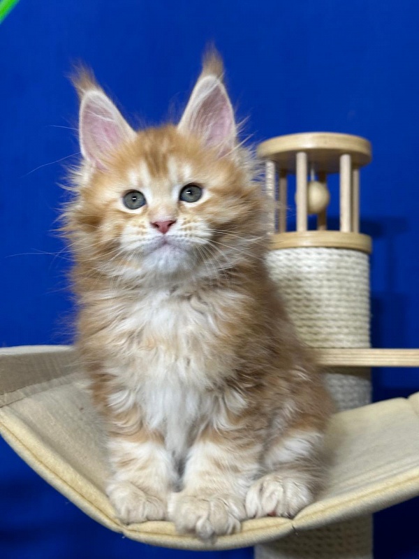 Hoopy Akbars (polydactyl) 56/56 - Kitten maine-coon 1 month 4 weeks