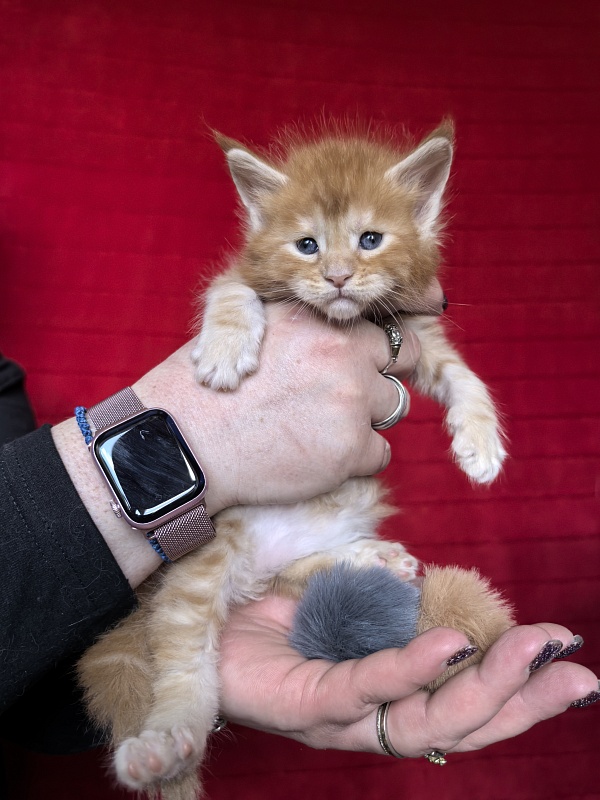 Happy  Bee Akbars - Kitten maine-coon 3.5 weeks