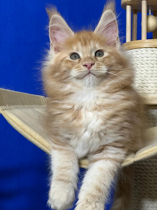 Happy  Bee Akbars - Kitten maine-coon 1 month 4 weeks