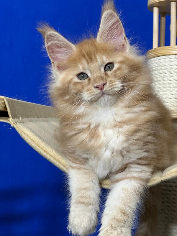 Happy  Bee Akbars - Kitten maine-coon 1 month 4 weeks