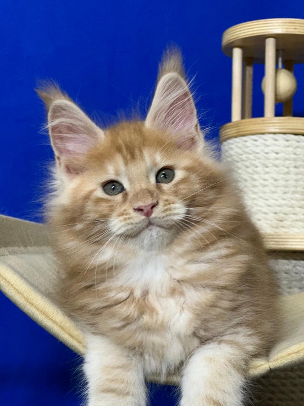 Happy  Bee Akbars - Kitten maine-coon 1 month 4 weeks