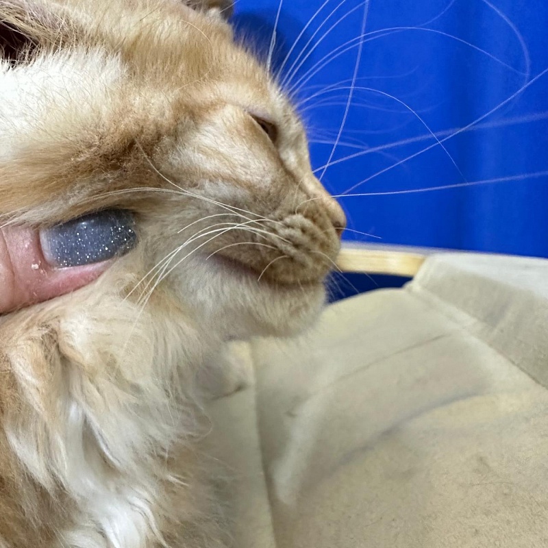 Happy  Bee Akbars - Kitten maine-coon 2 months 3 weeks