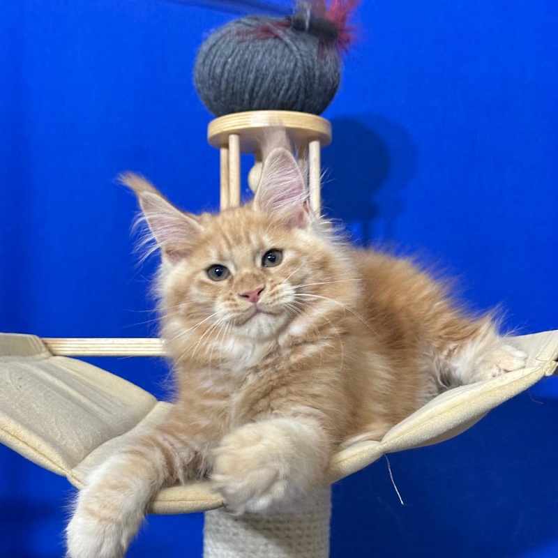 Happy  Bee Akbars - Kitten maine-coon 2 months 3 weeks