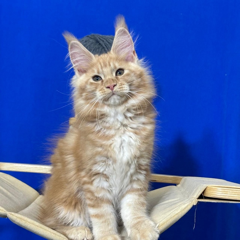 Happy  Bee Akbars - Kitten maine-coon 2 months 3 weeks
