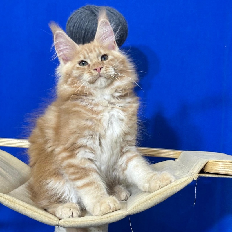 Happy  Bee Akbars - Kitten maine-coon 2 months 3 weeks