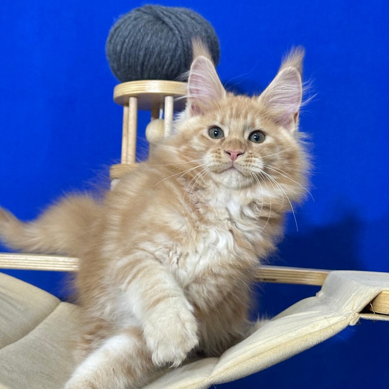Happy  Bee Akbars - Kitten maine-coon 2 months 3 weeks