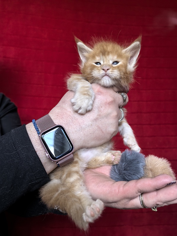 Happy  Bee Akbars - Kitten maine-coon 3.5 weeks