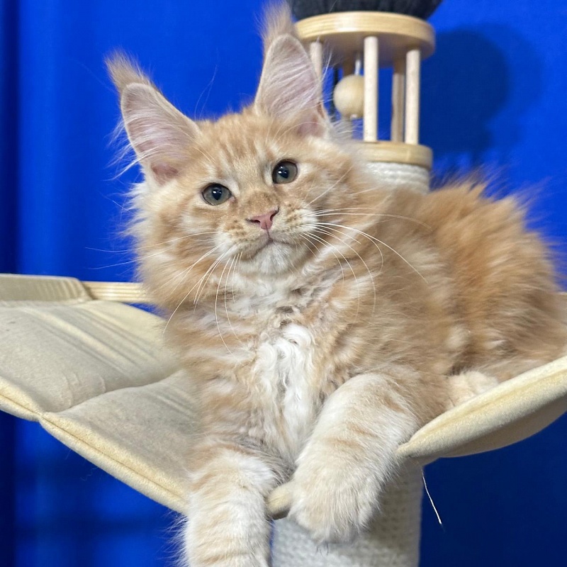 Happy  Bee Akbars - Kitten maine-coon 2 months 3 weeks