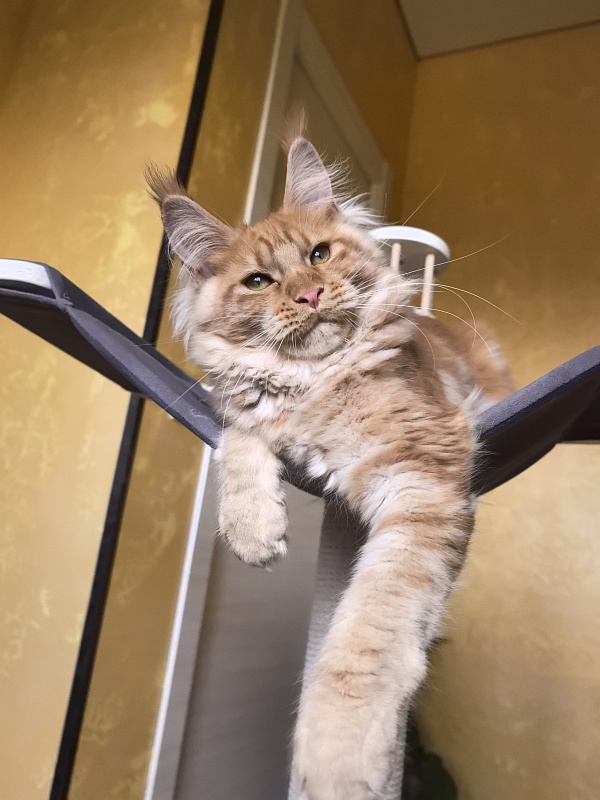 Happy  Bee Akbars - Kitten maine-coon 4 months 3.5 weeks