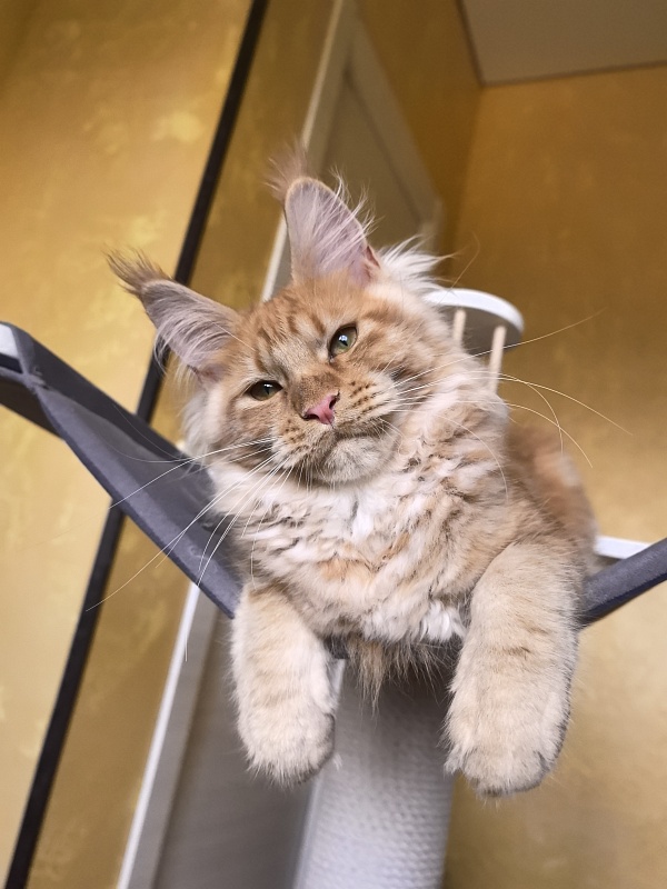 Happy  Bee Akbars - Kitten maine-coon 4 months 3.5 weeks