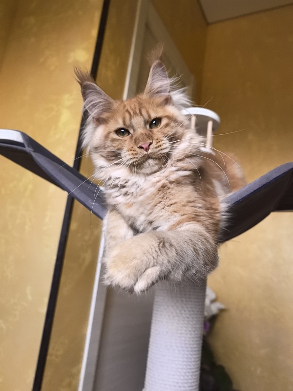 Happy  Bee Akbars - Kitten maine-coon 4 months 3.5 weeks