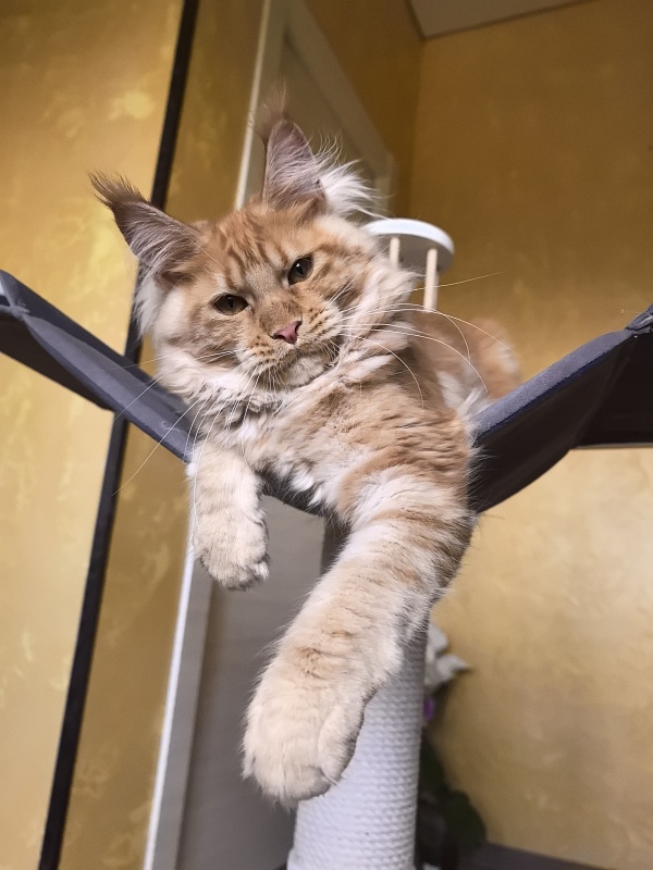 Happy  Bee Akbars - Kitten maine-coon 4 months 3.5 weeks