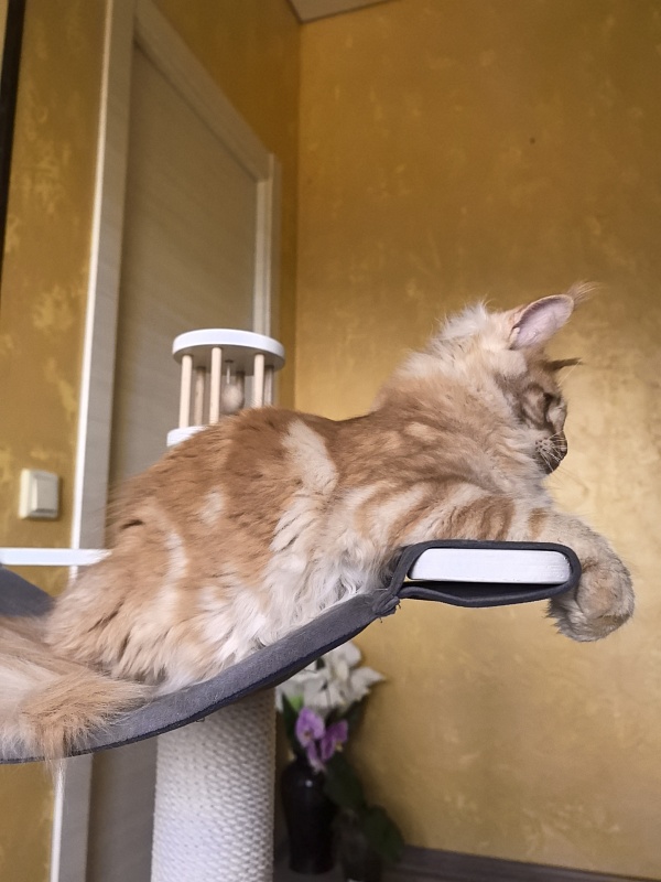 Happy  Bee Akbars - Kitten maine-coon 4 months 3.5 weeks