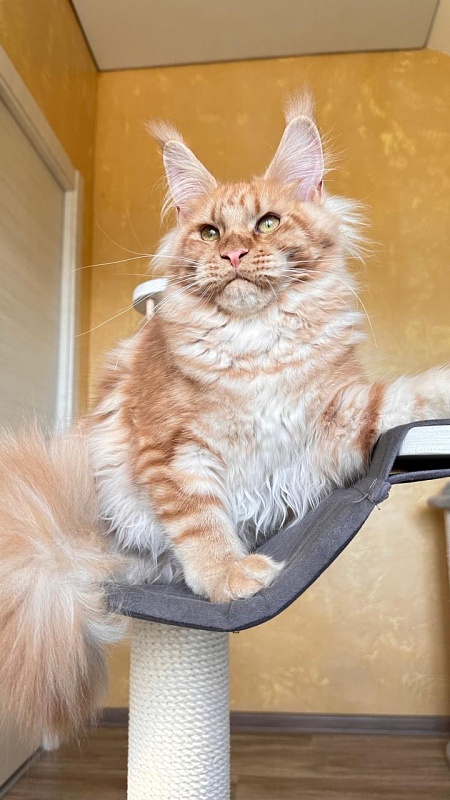 Happy  Bee Akbars - Kitten maine-coon 5 months 3 weeks