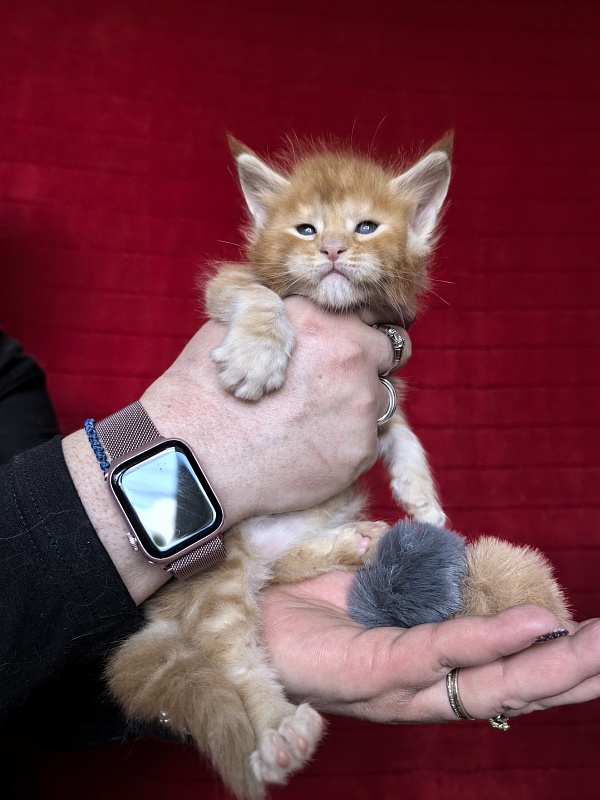 Happy  Bee Akbars - Kitten maine-coon 3.5 weeks