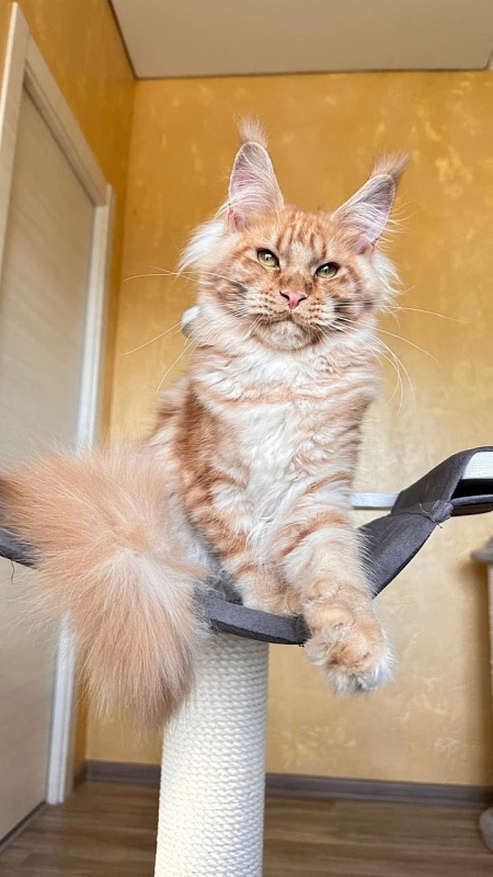 Happy  Bee Akbars - Kitten maine-coon 5 months 3 weeks