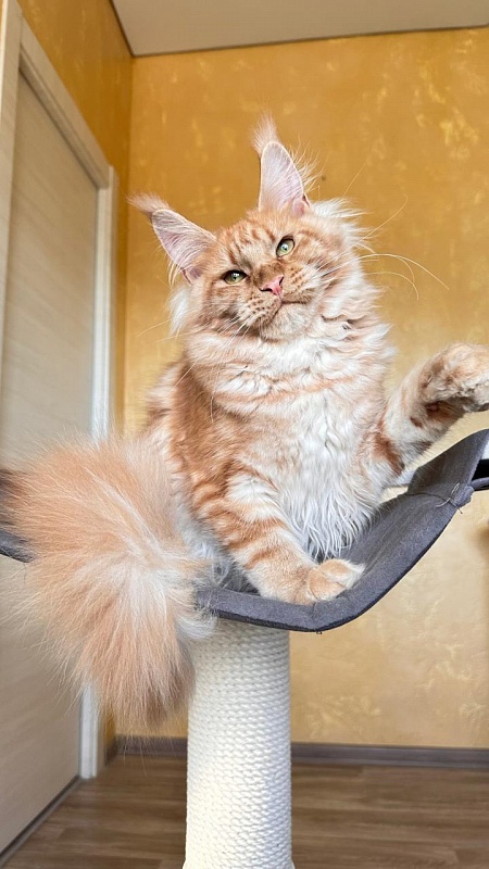 Happy  Bee Akbars - Kitten maine-coon 5 months 3 weeks