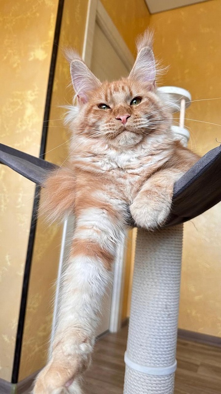 Happy  Bee Akbars - Kitten maine-coon 5 months 3 weeks