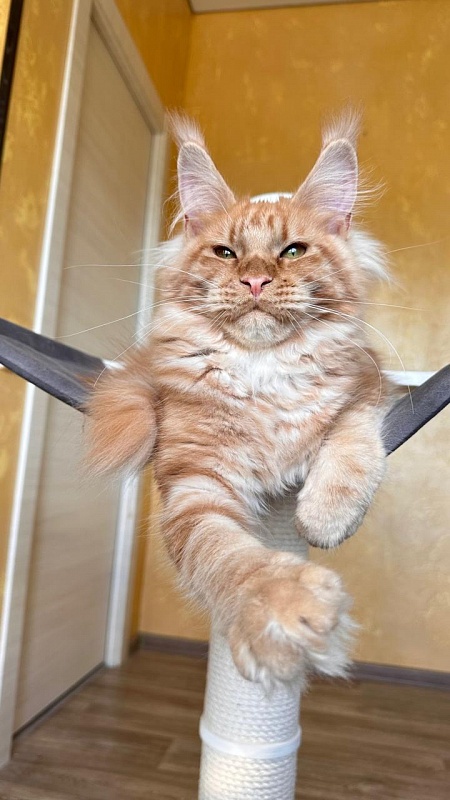 Happy  Bee Akbars - Kitten maine-coon 5 months 3 weeks