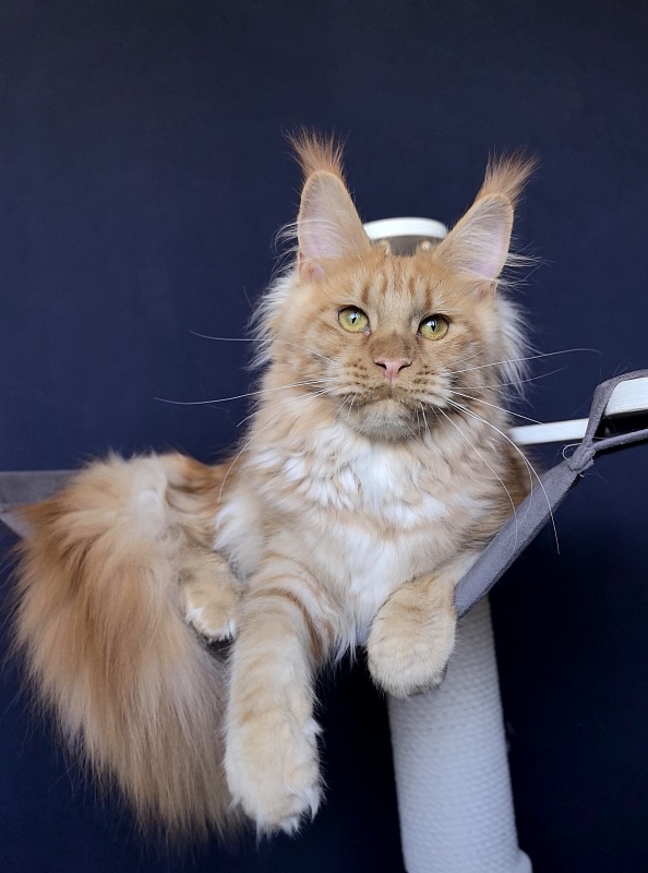 Happy  Bee Akbars - Kitten maine-coon 6 months 1 week