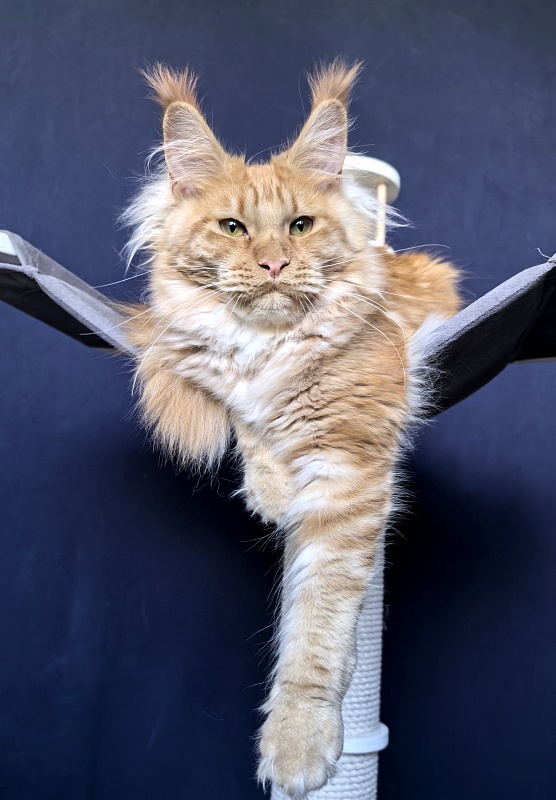 Happy  Bee Akbars - Kitten maine-coon 6 months 1 week
