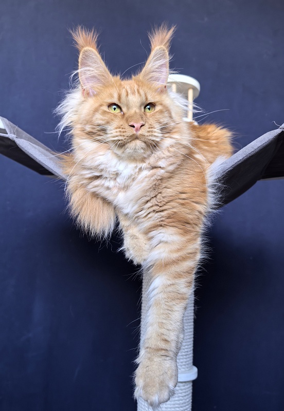 Happy  Bee Akbars - Kitten maine-coon 6 months 1 week