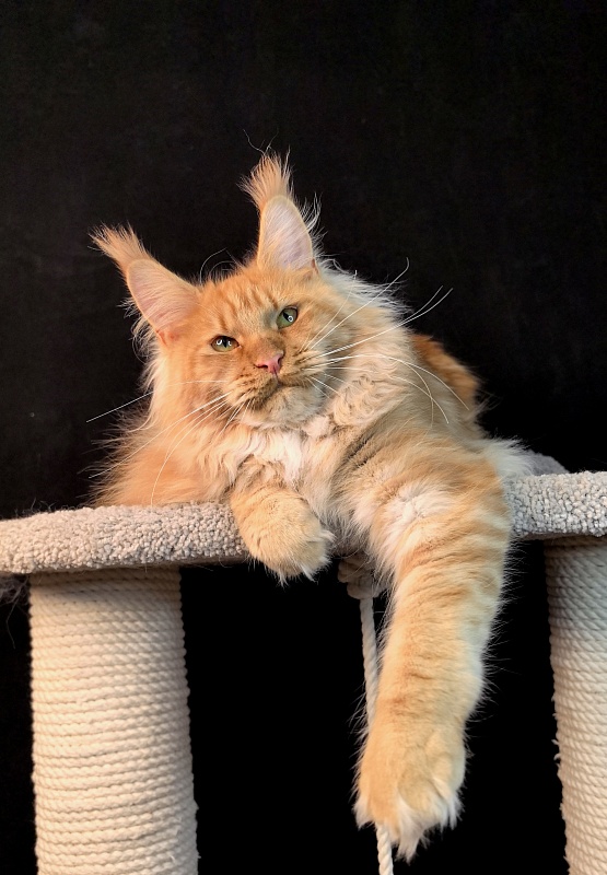 Happy  Bee Akbars - Junior maine-coon 7 months